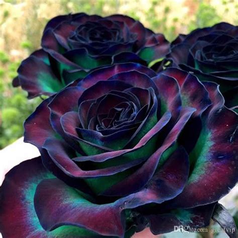 Where To Buy Black Roses Plants Franchesca Aiken