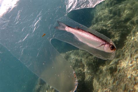 Scuba Diver Snaps Photo Of Fish Trapped Inside Plastic Glove