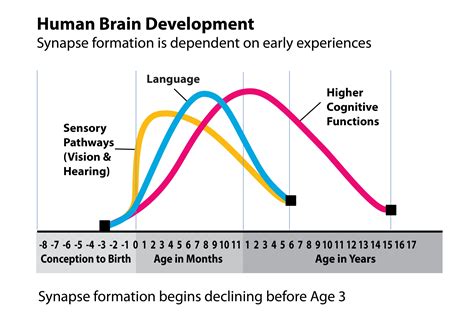 Brain Development — Leelanau Early Childhood Development Commission
