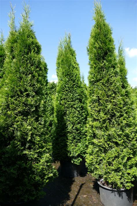 Thuja Lebensbaum Smaragd Thuja Occidentalis Smaragd 250 275 Cm