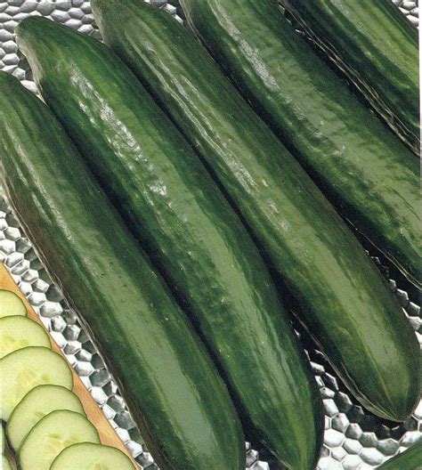 Cucumber Seeds F1 Burpless Tasty Green British Seed Grow Your Own