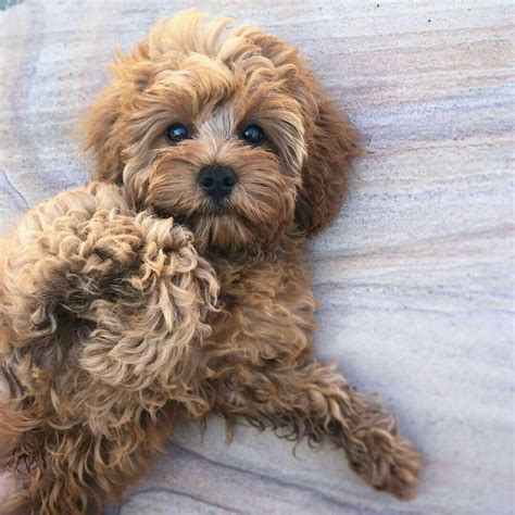 Contact cavapoo puppies for adoption on messenger. Pin by enticing on malti poo love | Cavapoo puppies ...