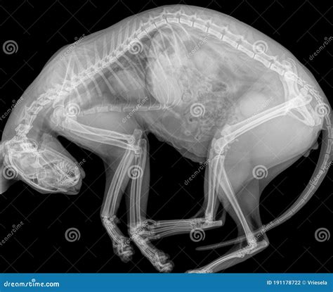 X Ray Of A Cat In Side View With Curved Back Stock Photo Image Of