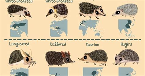 Green Humour Hedgehogs Of The World
