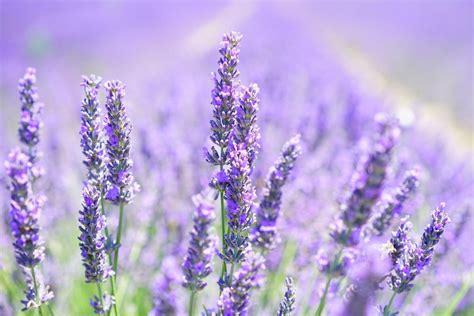 Use your hand to gather enough stalks to fit comfortably in your fist. How to Care for Lavender in Winter | Indoors & Outdoors ...