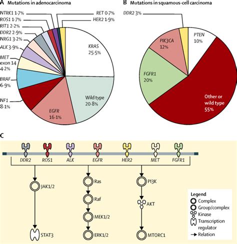 Large Scale Screening For Somatic Mutations In Lung Cancer The Lancet