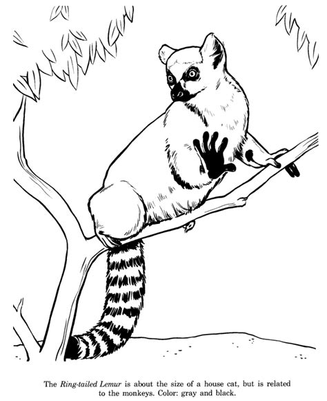 Animal Drawings Coloring Pages Ring Tailed Lemur Animal