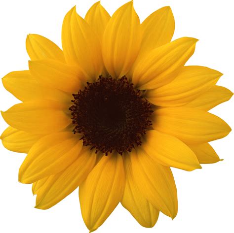 Aesthetic Sunflower Transparent Background Png Png Arts