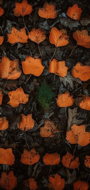 18 Iphone Xs Max Autumn Wallpapers Basty Wallpaper