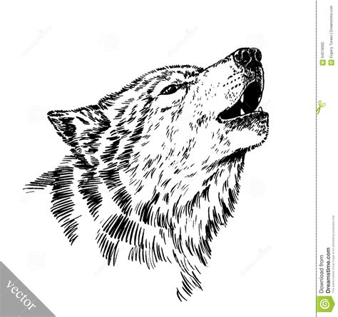 Changelings, also once derogatively called milklings, are the main protagonists of changeling: Black And White Engrave Wolf Stock Vector - Image: 64579092
