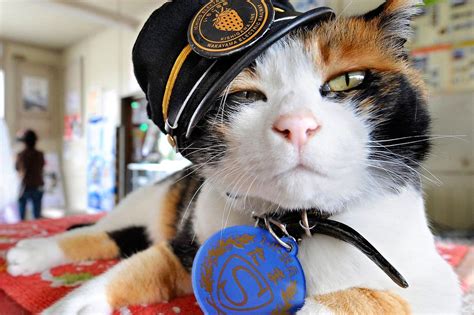 Tama una gata al mando de la estación Trenvista