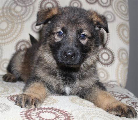 Enter your email address to receive alerts when we have new listings available for sable german shepherd puppies for sale uk. Sable German Shepherd Puppy | Sable german shepherd ...