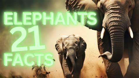 21 Interesting Facts About Elephants Youtube