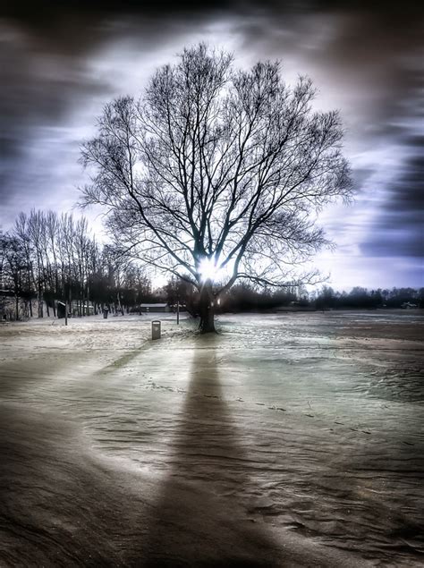 Tree Surreal Hdr Creme