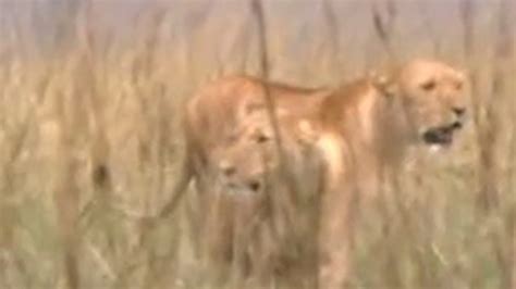 Lions Hunting Bbc Studios Youtube