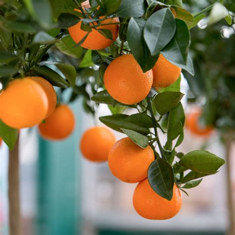 Oranger Citrus Sinensis Espèces Pots Récolte