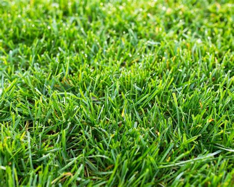 What Is Tall Fescue Grass Lawn Advice Yates Australia