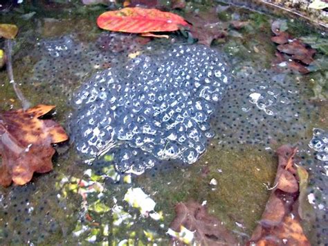 Frog Spawn Jelly In The Back Garden Shallow Pond Flickr