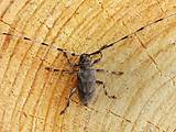 Photos of Traitement Termites Bois