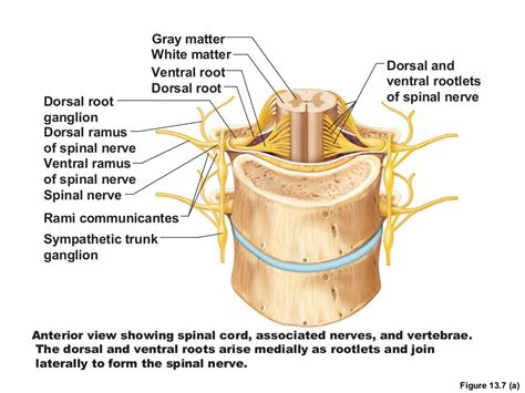 Spinal Cord And Spinal Nerves Lab