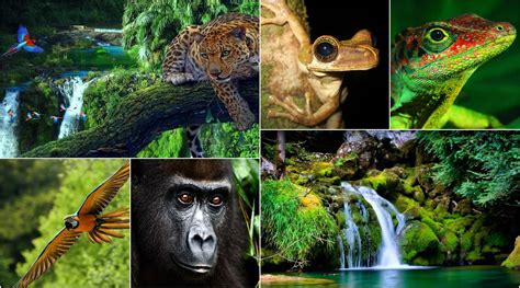Wildlife In The Amazon Rainforest