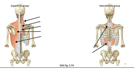 7 Extrinsic Back Muscles Superficial And Intermediate Groups Diagram