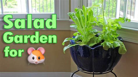 Indoor Container Garden For Hamsters By Hammy Time Youtube