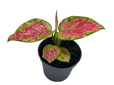 Aglaonema Pink Princess Aglaonema Crimson Love Baby Plant Etsy