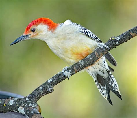 Image Gallery Of Common Woodpecker Species