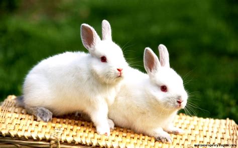 Cute Baby White Rabbits Wallpapers Gallery