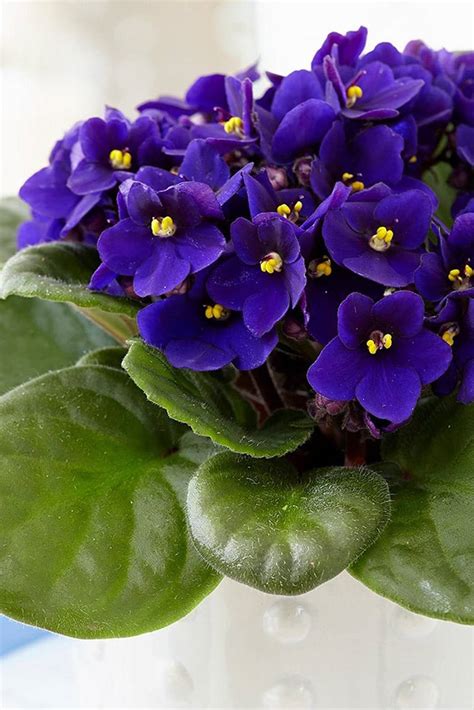 20 Different African Violet Varieties Photos African Violets Images