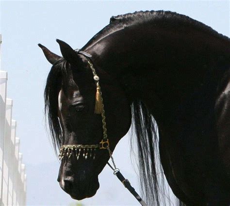 World Renowned Black Straight Egyptian Arabian Stallion Service