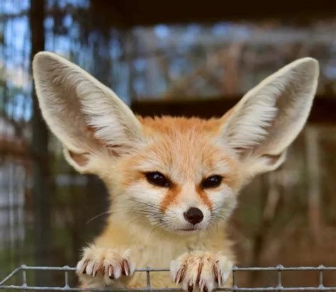 Fennec Fox Facts Size Lifespan Habitat Pictures
