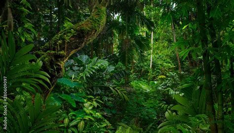 Descarga Southeast Asian Rainforest With Deep Jungle Foto De Archivo Y