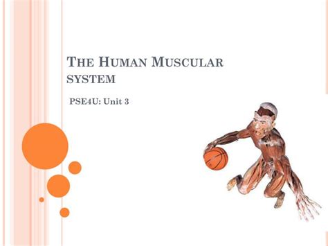 Ppt The Human Muscular System Powerpoint Presentation Free Download
