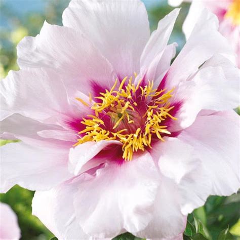 Itoh Peony Cora Louise Spring Planting K Van Bourgondien