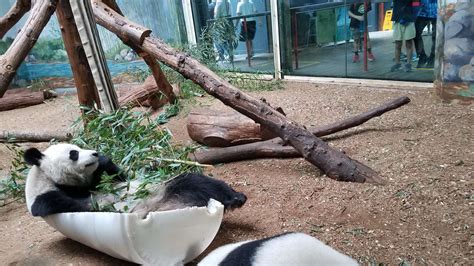 Panda Updates Wednesday January 13 Zoo Atlanta