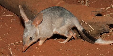 Implant Turns Bilbies Into Feral Cat Killers University Of South