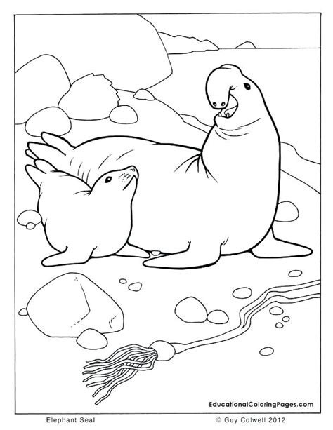 Harp Seal Coloring Page At Free Printable Colorings