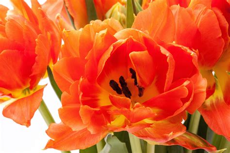 Gratis Billeder Natur Kronblad Flor Tulipan Orange Forår Grøn