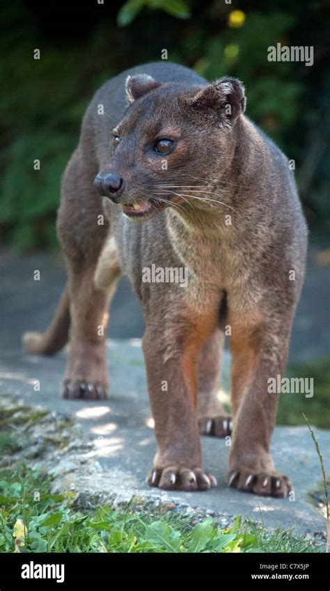 Male Fossa Stock Photo Alamy