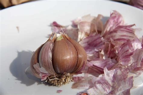 How to Grow Garlic: The Ultimate Backyard Gardener's Guide