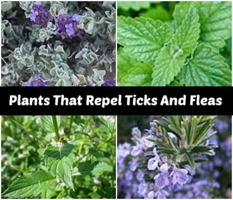 Plants That Repel Ticks And Fleas