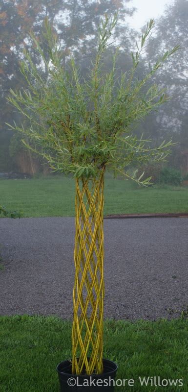 Willows Transplanting Your Potted Willow Tree To Your Garden