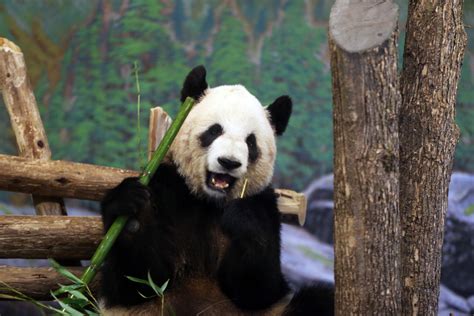 Panda At Toronto Zoo Is Pregnant With 2 Cubs Time