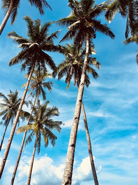 Nature Trees Sky Palms Tropics Hd Phone Wallpaper Pxfuel