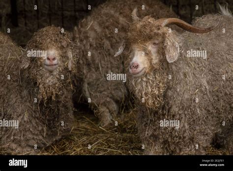 Angora Goats Reared For The Production Of Mohair Fibre Somerset Stock
