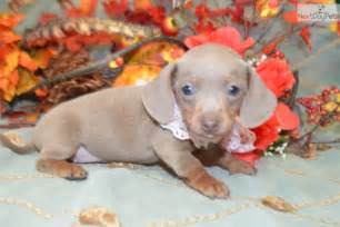 Find dachshund in dogs & puppies for rehoming | 🐶 find dogs and puppies locally for sale or adoption in british columbia : Keele: Dachshund, Mini puppy for sale near Colorado ...