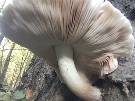 Help Identifying Identifying Mushrooms Wild Mushroom Hunting