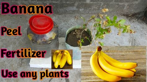 How To Make Banana Peel Fertilizer For Any Plants Homemade Fertilizer